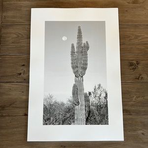 COPY - Quantity of 10 Black and White Cactus Photography 13x19 Wall Art Prints.